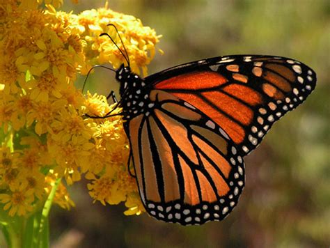 Solutions Mazatlan Real Estate The Annual Migration Of The Monarch