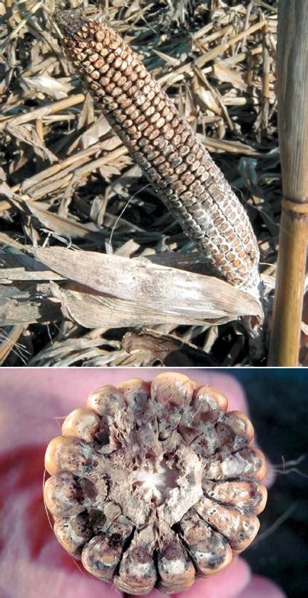 Diplodia Ear Rot Of Corn