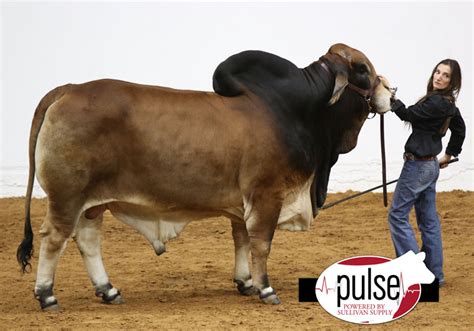 324 land & cattle markets our brahman cattle, golden certified f1's and commercial cattle for sale by private treaty throughout the year. Fort Worth Stock Show | Open Brahman & Beefmaster | The Pulse
