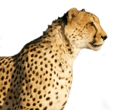 Download CHEETAH Free PNG transparent image and clipart