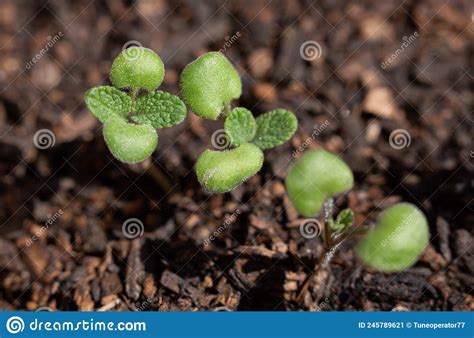 Tiny Little Sage Seedlings Growing Stock Image Image Of Macro