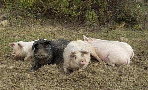 Five Fat Lying Pigs On A Meadow Close Stock Photo Image Of Pigs Lazy