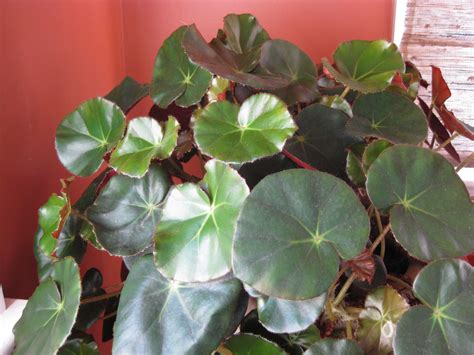 Details 200 Picture Begonia Clases Abzlocal Mx