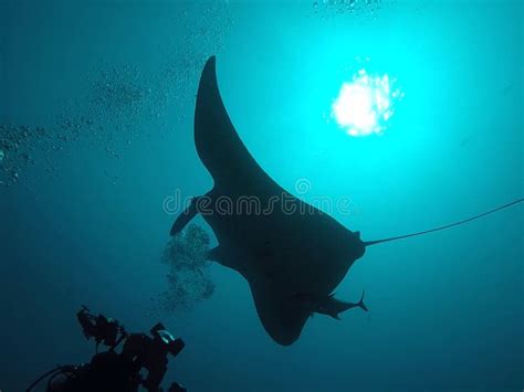 A Manta Ray Swimming In The Ocean Around Maldives Stock Image Image