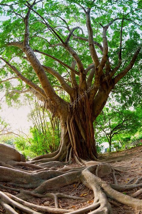 Tropical Tree — Stock Photo © Alexeys 2656985