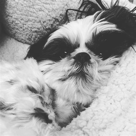 Shih Tzu Dog Shih Tzus Tiny Puppies Cute Puppies I Love Dogs Puppy