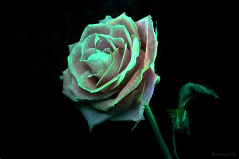 Bagi anda pecinta tanaman dan florist pasti sudah kenal dengan nama bunga mawar. 20 Gambar Bunga Mawar Indah Ini Pasti Akan Menghipnotismu - Spirit of Dhuha