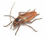 Giant Cockroach Images
