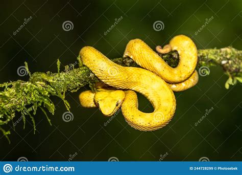 A Strikingly Colored Yellow And White Eyelash Pit Viper Bothriechis