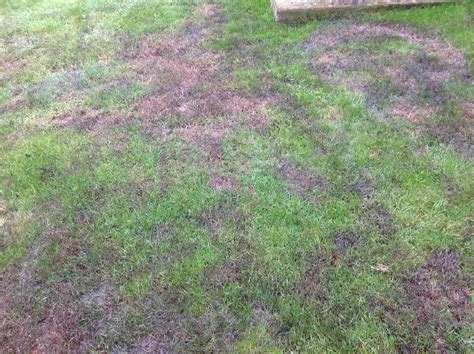 Have I Killed My Lawn With Evergreen — Bbc Gardeners World Magazine