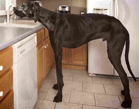 What Is The Biggest Dog Breed