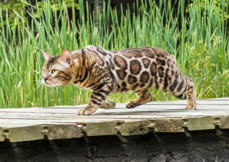 You'll be amazed by their blue coat and their friendly faces! Bengal Kittens & Cats for Sale | Wild & Sweet Bengals