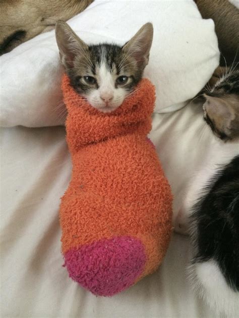 847 Best Rpurrito Images On Pholder People Are Wrapping Cats In