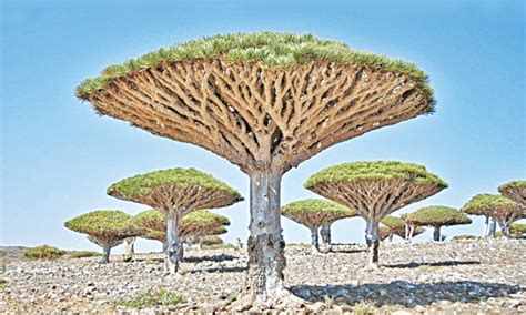 Unusual Trees Around The World Newspaper Dawncom