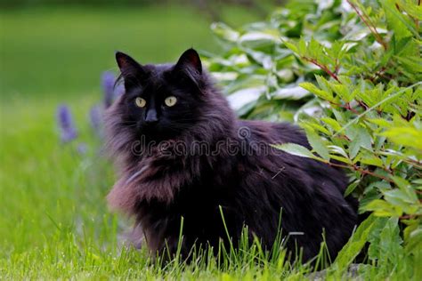 A Beautiful Norwegian Forest Cat Female Outdoors In Autumnal Light