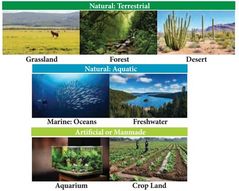 Terrestrial Biomes Biosphere Geography