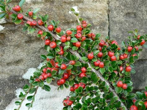 Department of agriculture plant hardiness zones 3 through 7. File:Bush branch with red berries.jpg - Wikimedia Commons