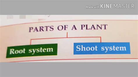 Icsecbse Biology Ch 1topic Root Andshoot Systemscience Buzz
