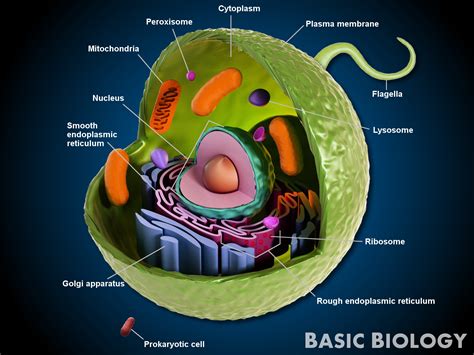 How it is related to its function. Animal Cells | Basic Biology