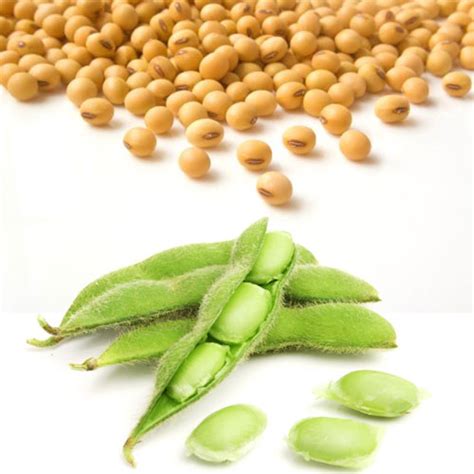 Soy Beans Nutrition Guide And Healthy Eating Veggies Info