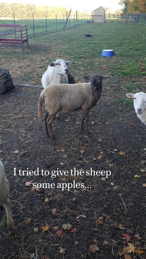 I Tried To Give The Sheep Some Apples Sheep Apple Animals