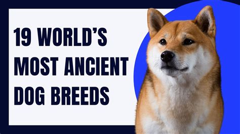 19 Worlds Most Ancient Dog Breeds Most Ancient Dogs Youtube