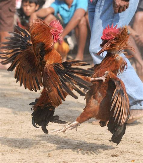 erek erek laga ayam