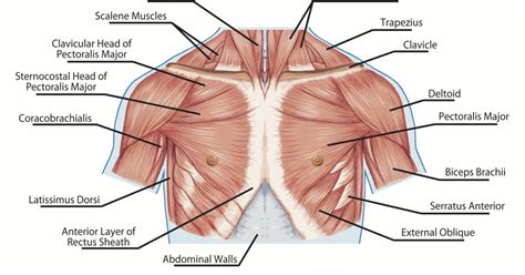 Human chest anatomy anatomical skeleton muscles man skeleton anatomy shoulder muscle anatomy clavicle and ribs anatomy sternocleidomastoid muscle bones and muscles muscle and bone bone with muscle. How to Develop a Man's Pectorals with Strength Training ...