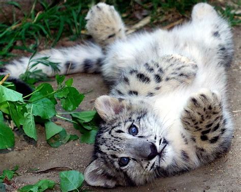 Baby Snow Leopard ≧ ≦ Raww