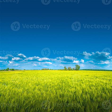 Banner With View Of Beautiful Farm Landscape Of Green Wheat Field In