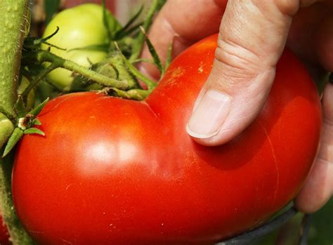 Les Meilleures Astuces Pour Faire Pousser De Grosses Tomates