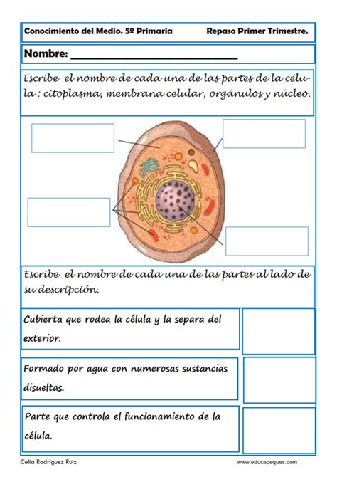 Nombres De Las Partes De La Celula Compartir Celular