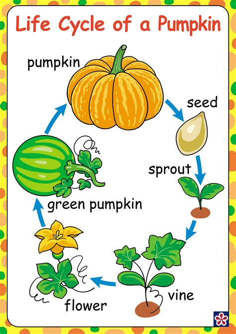 Life Cycle Of A Pumpkin Worksheet Free Printable