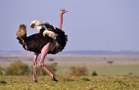 Male Ostrich By Caty420