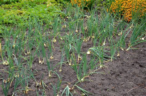 Ende september bis anfang oktober ist die beste zeit, um wintersteckzwiebeln in den boden zu bringen. 20 Top Images Wann Zwiebeln Ernten - Meine Ernte Zwiebeln ...