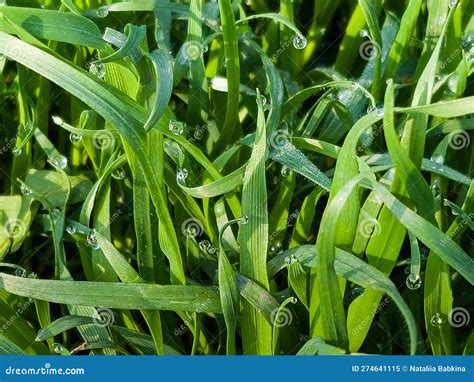 Closeup Of Lush Uncut Green Grass With Drops Of Dew In Soft Morning