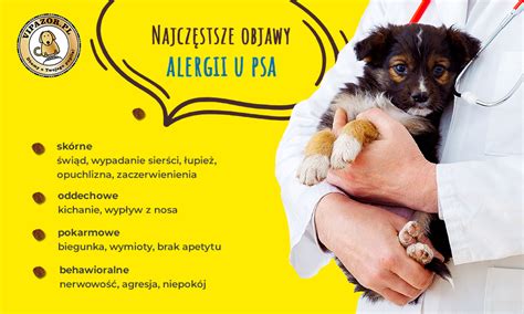 Alergia U Psa Przyczyny Objawy I Leczenie Porn Sex Picture