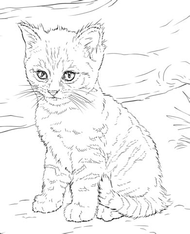 Cute kitten coloring pages 6021. Cute Kitten coloring page | Free Printable Coloring Pages