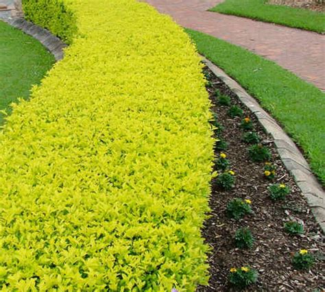 Duranta Erecta Sheena S Gold En Plantas Para Cercos Duranta Arbustos