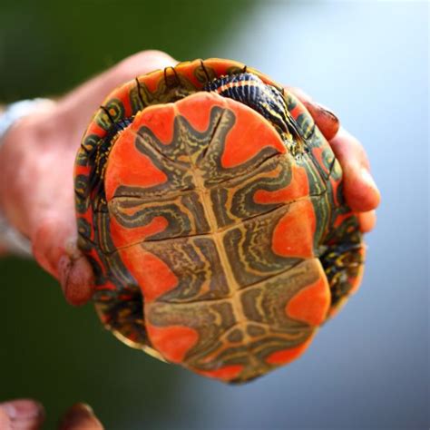 Western Painted Turtle Chrysemys Picta Belli Facts And Care All