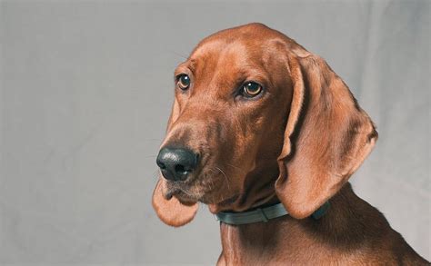 Redbone Coonhound History Temperament Care Training Feeding
