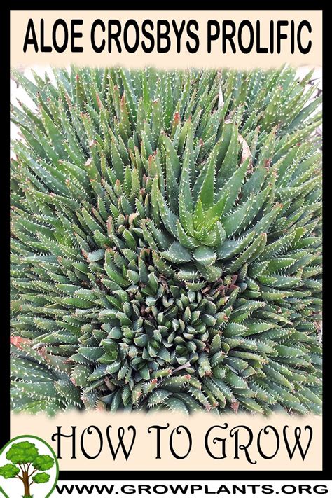 All the plants were happy to be back outside for the summer. Aloe Crosbys Prolific - How to grow & care