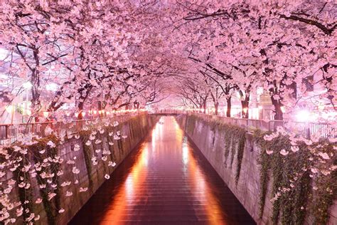 Japan Cherry Blossom Wallpaper 4k