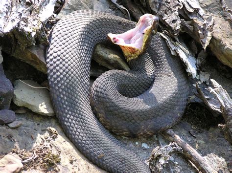 A Guide To The Most Dangerous Florida Snakes