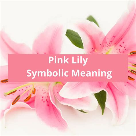 Pink Lily Symbolic Meaning Symbolic Meaning Of A Flower