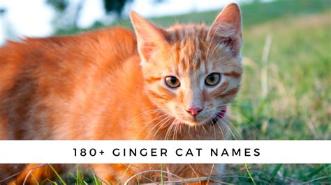 180 Ginger Cat Names For Your New Orange Cat Cattipper
