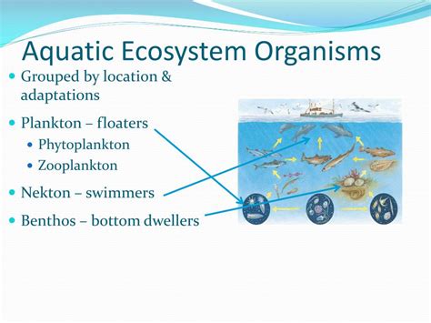 Ppt Chapter 8 Aquatic Ecosystems Powerpoint Presentation Free