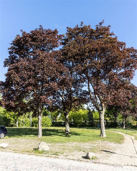 Copper Beech Garden Plants