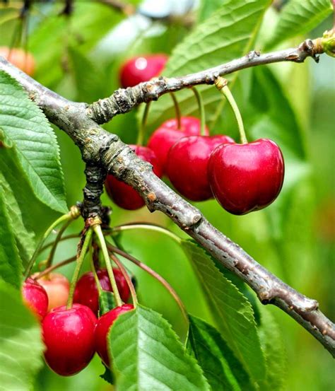 Magical Properties Of Cherries Witchy Wisdom The Spells8 Forum