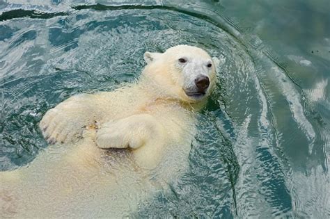 Polar Bear Facts You Never Knew Readers Digest